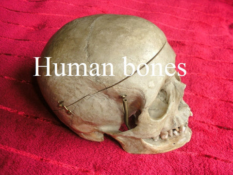 Human bones, skeletons and skulls