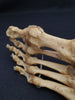 real human articulated foot for sale