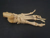  human foot bones for sale