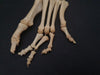  human foot bones for sale
