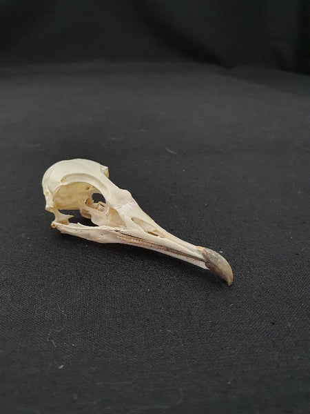 Manx shearwater skull (Puffinus puffinus) – The Cabinet of Curiosities