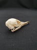 Manx shearwater skull for sale (Puffinus puffinus)
