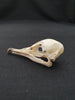 Manx shearwater skull for sale (Puffinus puffinus)