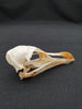 Razorbill skull (Alca torda)