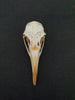 Razorbill skull (Alca torda)