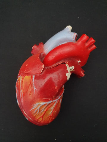 Vintage large plaster anatomical model heart