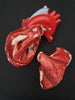 Vintage large plaster anatomical model heart