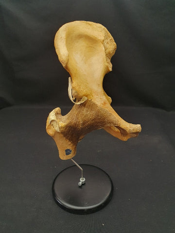 Vintage Auzoux Paris real human bone articulated hip joint.