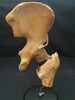 Auzoux real human hip for sale