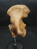 Auzoux real human hip for sale