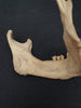 real human jawbone for sale