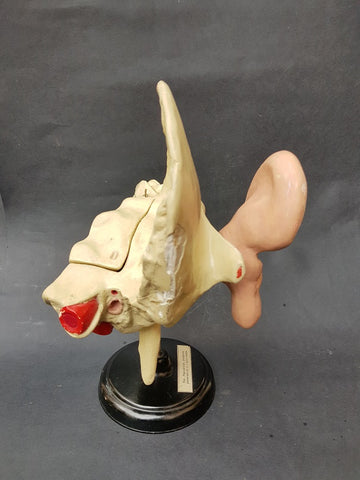 Vintage Russian mid-century medical model of the ear