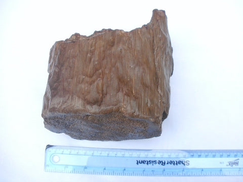 Large piece of petrified / fossilised palm wood
