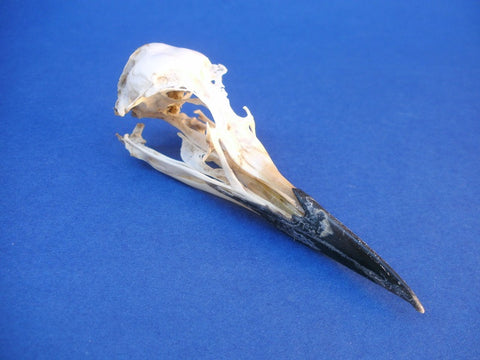 Common Guillemot / Common Murre skull (Uria aalge) 2