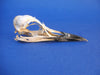 Common Guillemot / Common Murre skull (Uria aalge