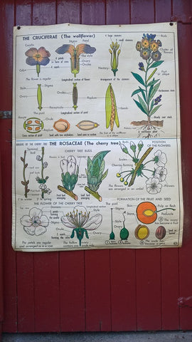 Vintage school double sided biology poster The Wallflower, The Cherry tree, The buttercup and The carrot.