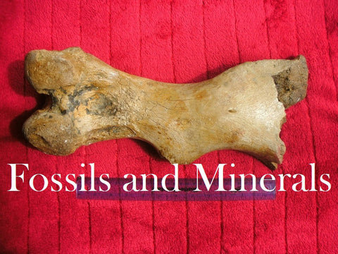 Fossils and minerals