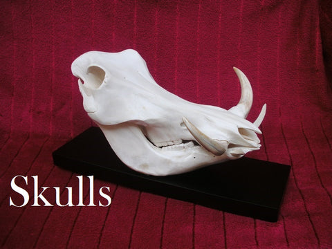 Skulls