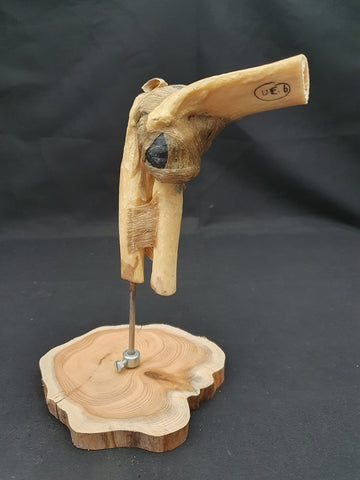 Vintage Auzoux Paris real human articulated elbow medical model.
