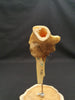 Auzoux Paris real human articulated elbow