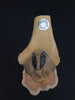 Auzoux Paris real human articulated elbow