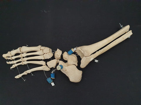 Medically prepared real human articulated foot bones with lower leg.