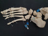 real human articulated foot bones for sale