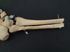 real human articulated foot bones for sale