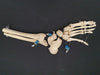 real human articulated foot bones for sale