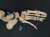 real human articulated foot bones for sale