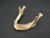 Real human jawbone for sale