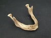 Real human jawbone for sale