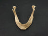 Real human jawbone for sale