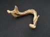 Real human jawbone for sale