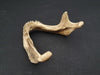 Real human jawbone for sale