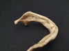 Real human jawbone for sale