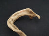 Real human jawbone for sale
