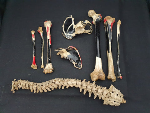 Partial antique medical real human explanatory skeleton.