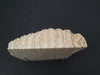 Fossilised mammoth tooth / molar section paperweight / bookend