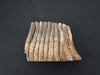 Fossilised mammoth tooth / molar section paperweight / bookend