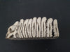 Fossilised mammoth tooth / molar section paperweight / bookend