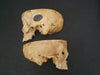 Adam Rouilly real human demonstration skull for sale