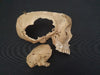 Antique Adam Rouilly real human demonstration skull in original box.