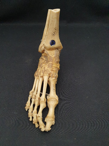 Vintage Auzoux Paris real human articulated foot medical model.