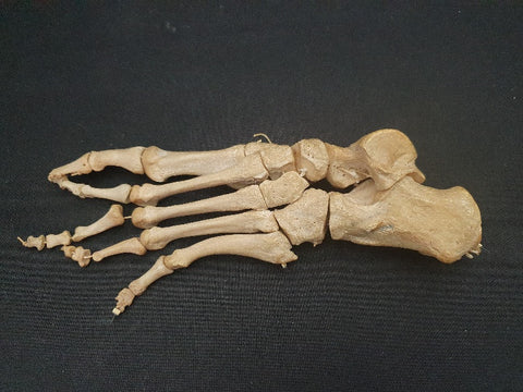 Real human foot bones medical specimen.