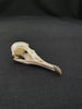 Manx shearwater skull for sale (Puffinus puffinus)