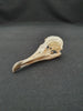 Manx shearwater skull for sale (Puffinus puffinus)