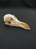 Razorbill skull (Alca torda)