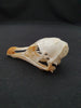 Razorbill skull (Alca torda)