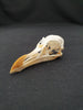 Razorbill skull (Alca torda)